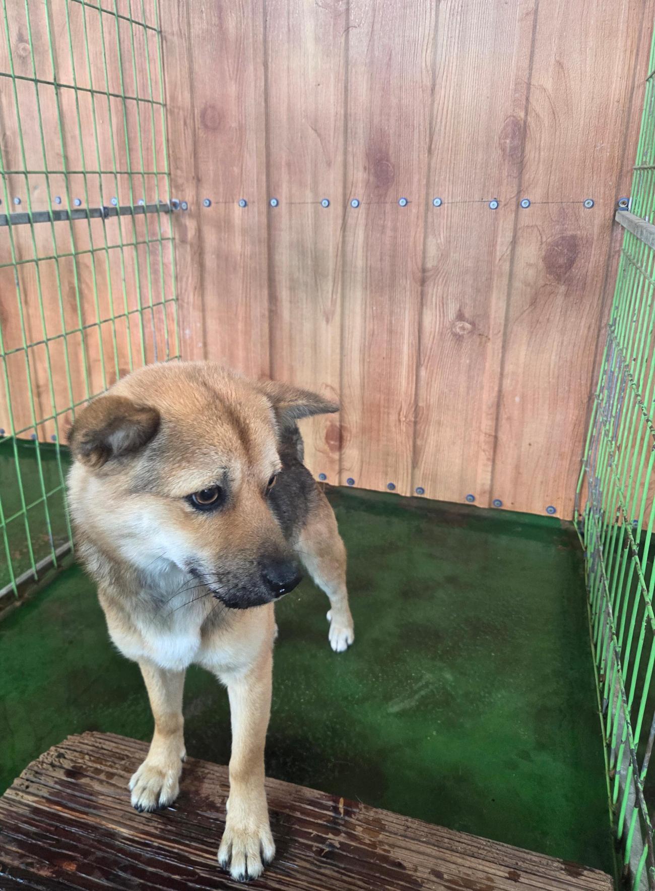 나주유기동물보호센터_446483202501819