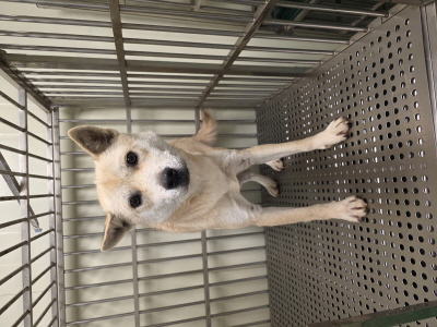 보호중 믹스견의 가…