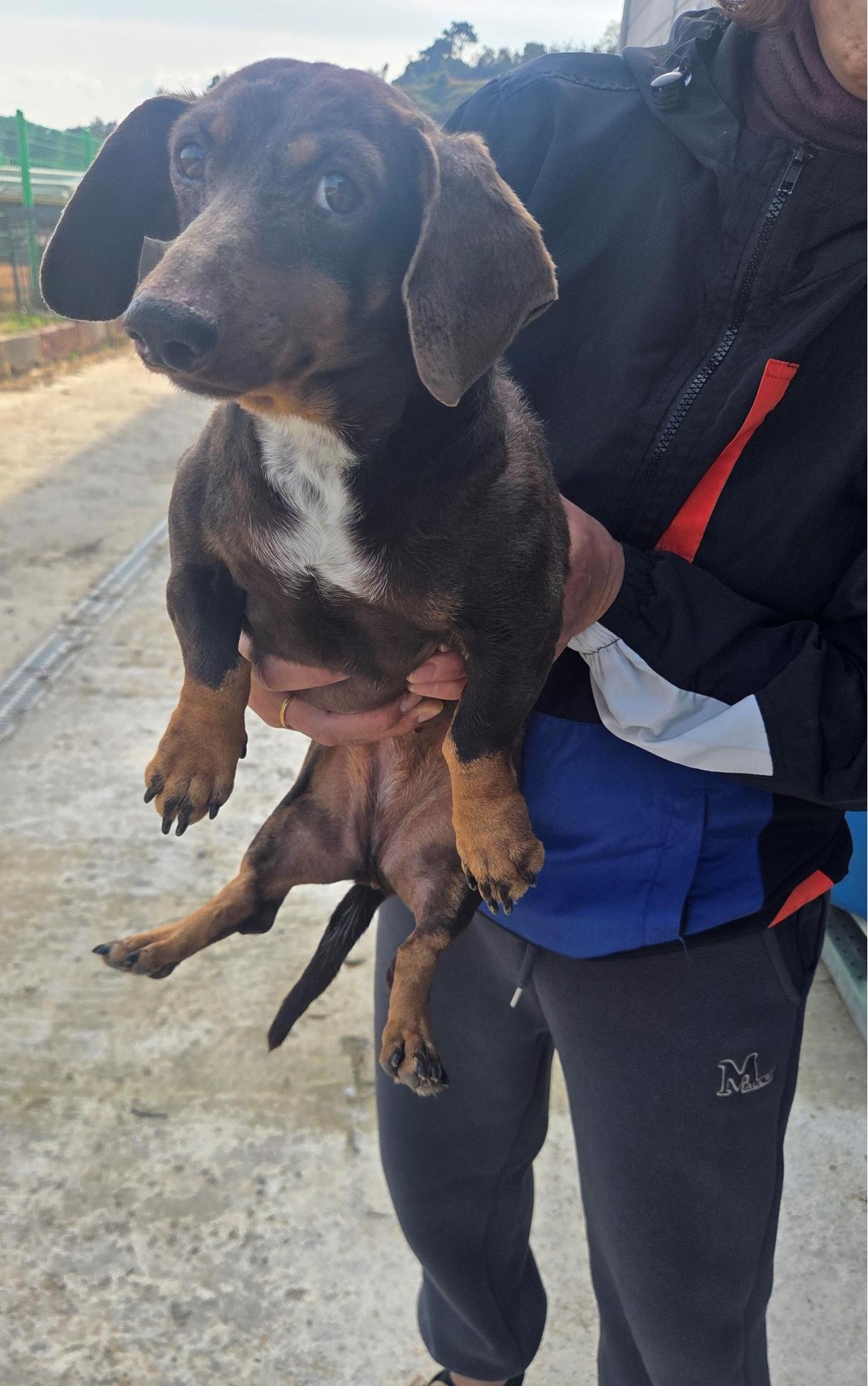 종료(입양) 스탠다…