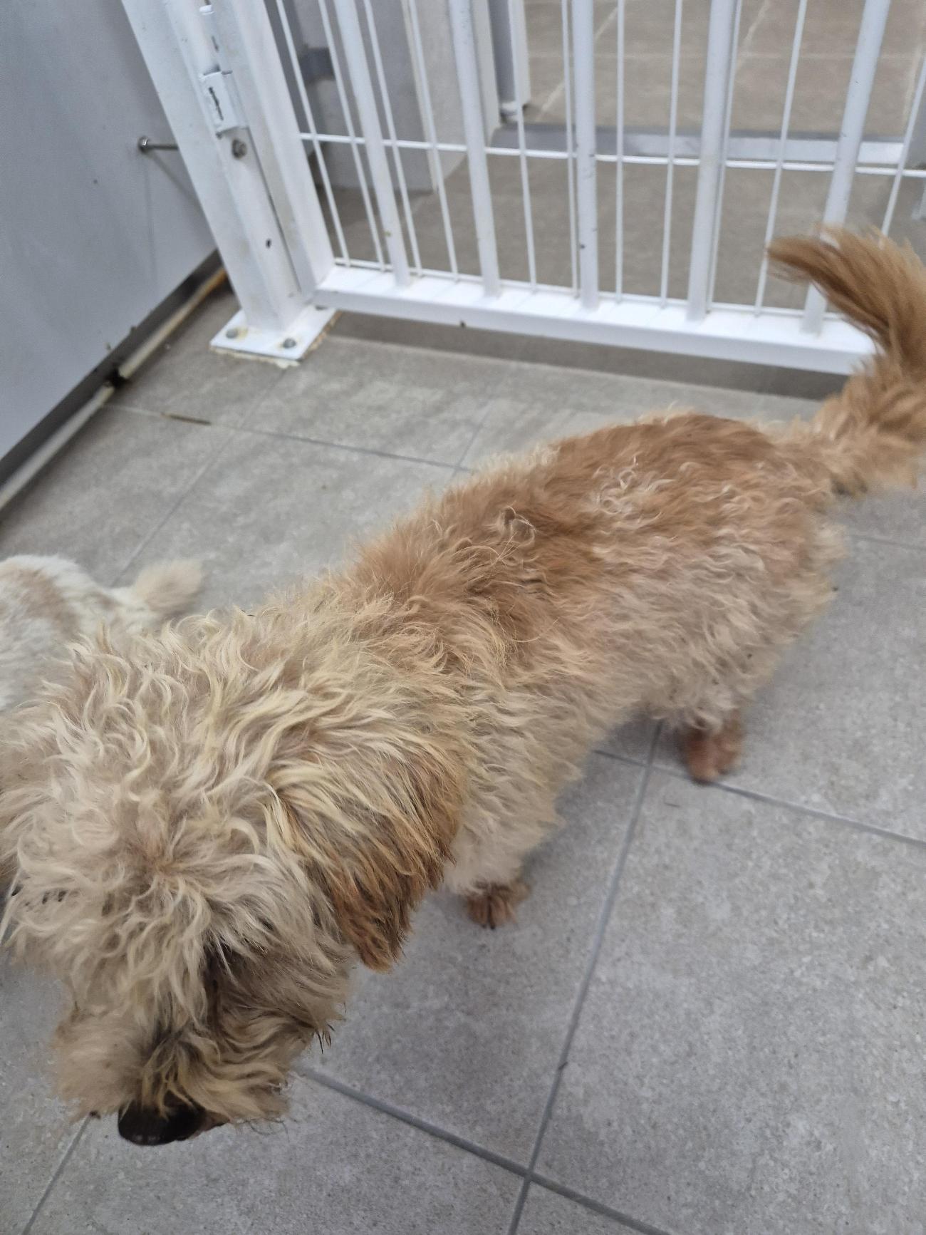 보호중 믹스견의 가…