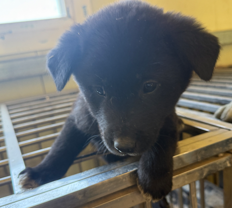 의령군 동물보호센터_448539202500332