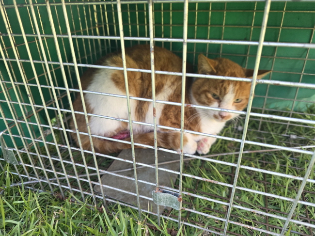 보호중 한국 고양이…