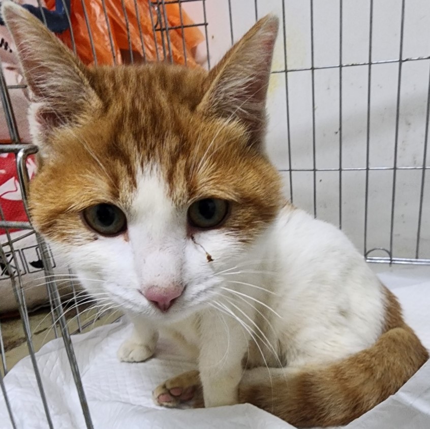 인천수의사회유기동물_428358202500220