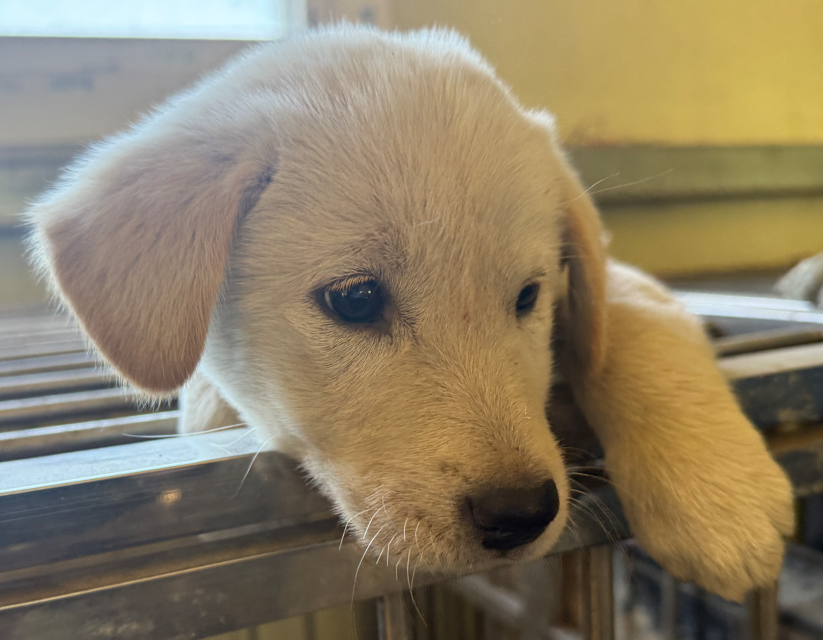 의령군 동물보호센터_448539202500331