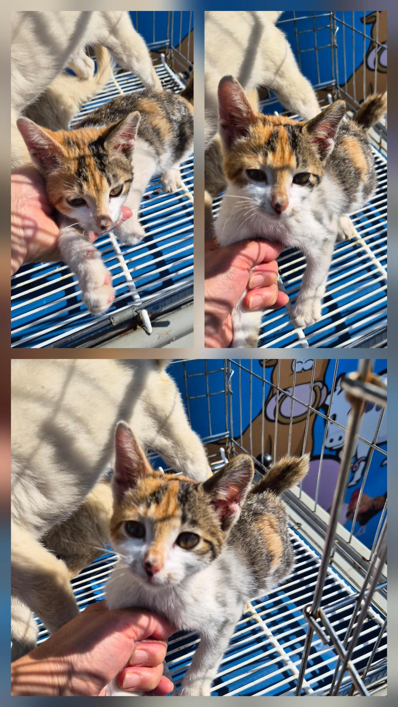 종료(입양) 한국 …