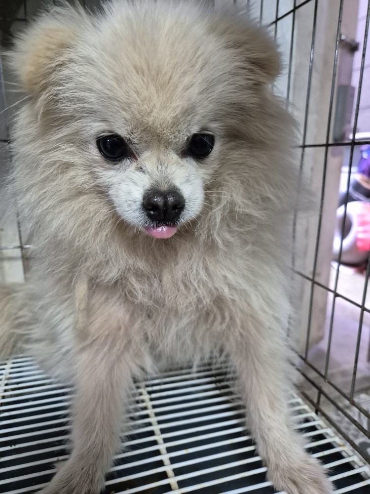 보호중 포메라니안의…