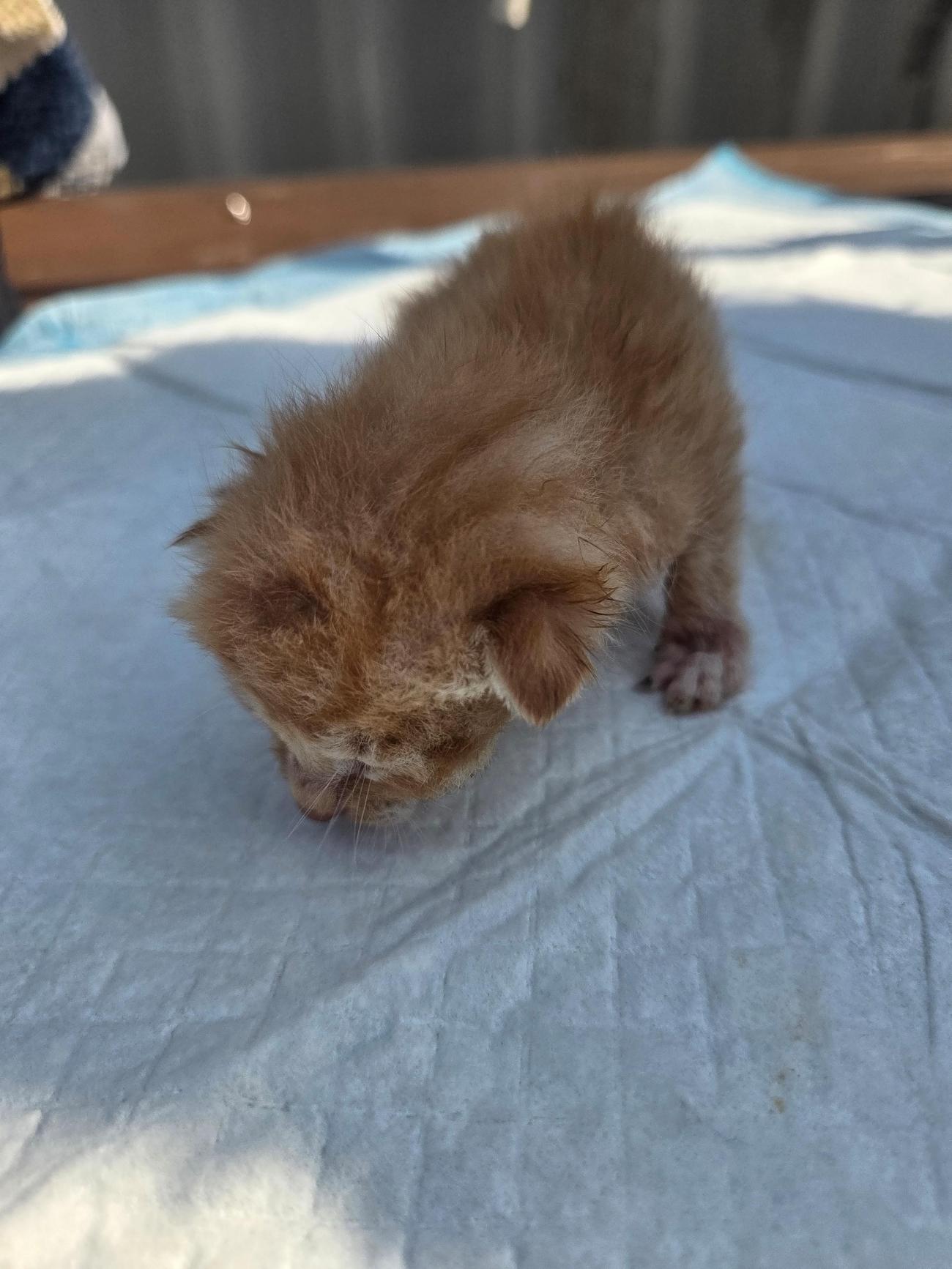 나주유기동물보호센터_446483202501824