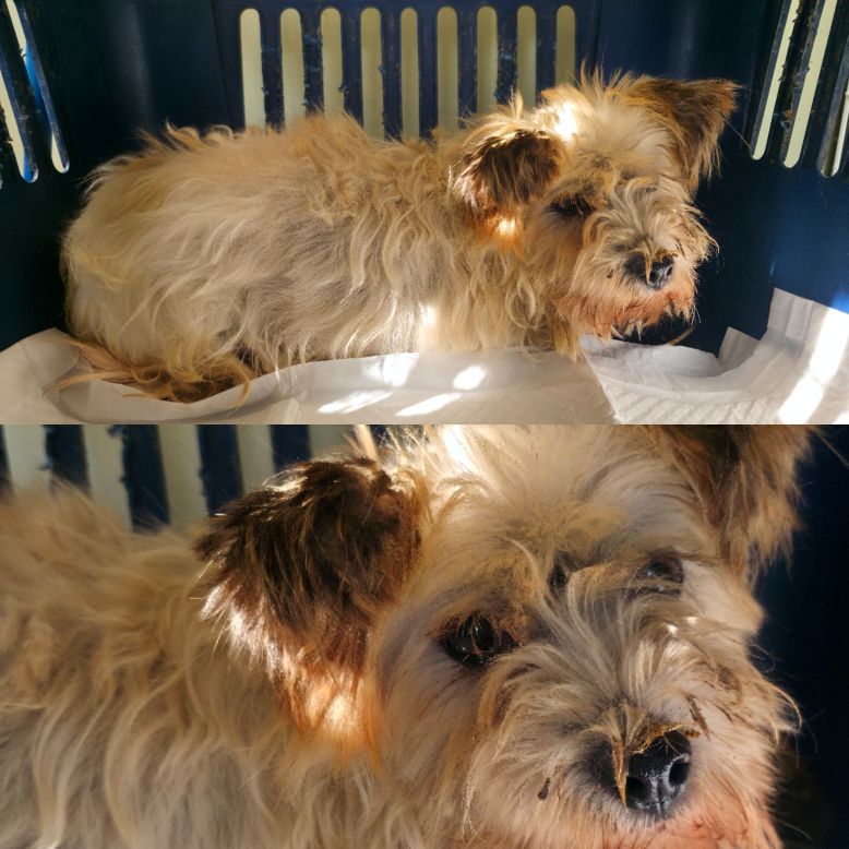 보호중 믹스견의 가…