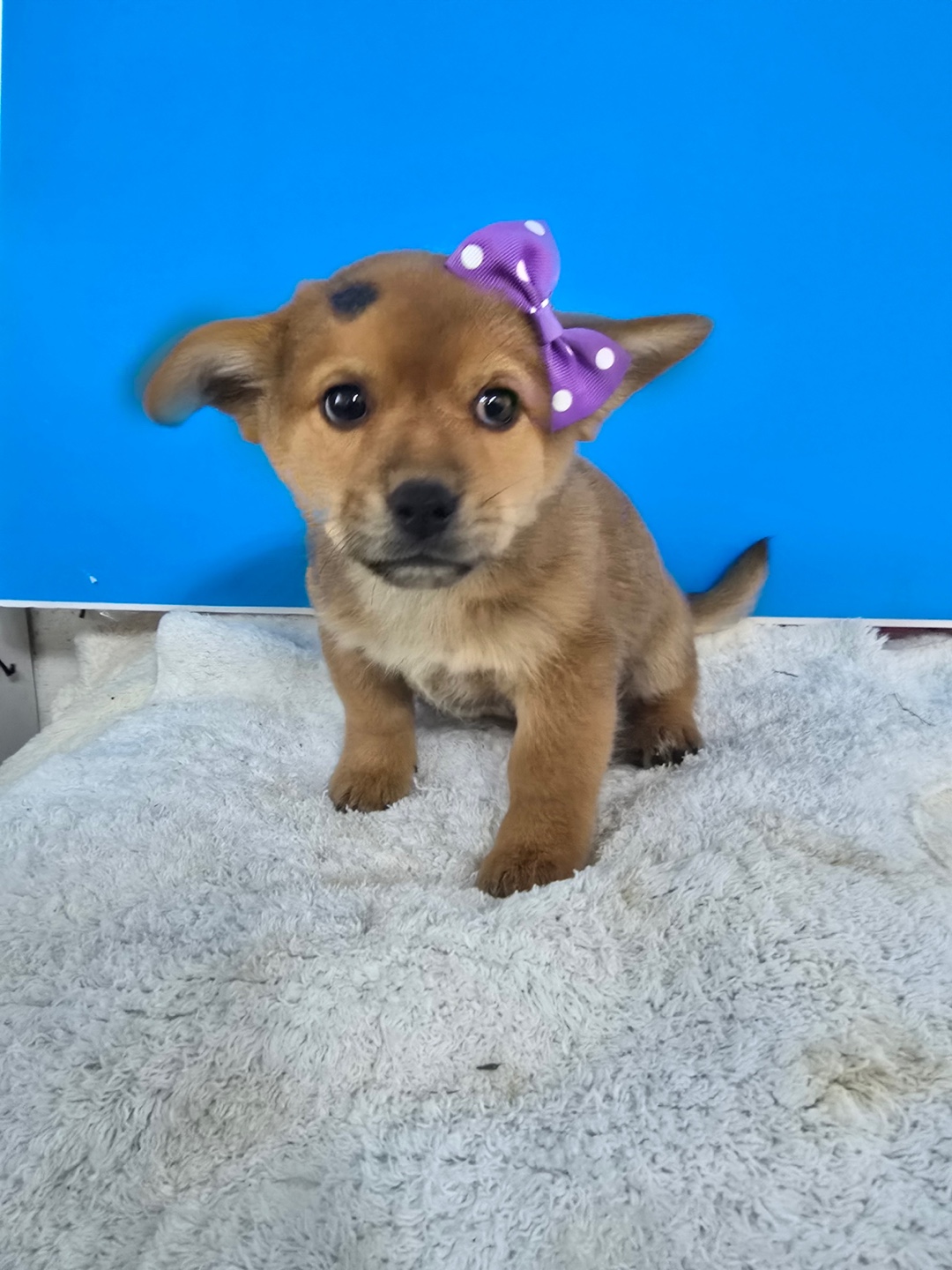 보호중 믹스견의 가…