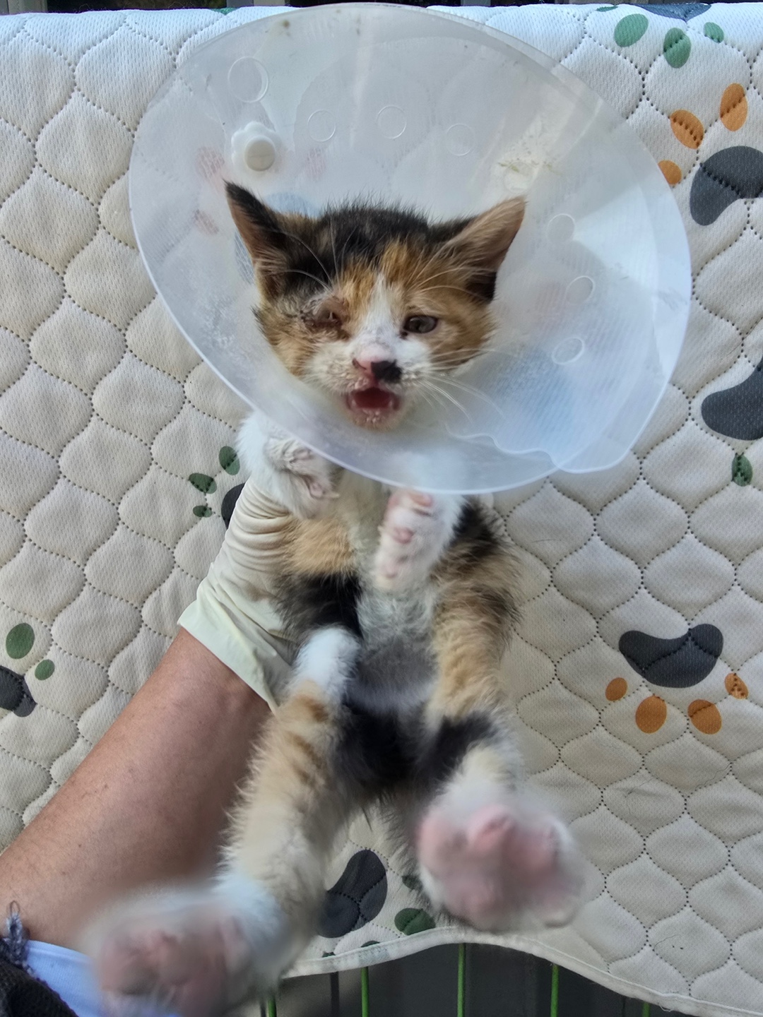 종료(자연사) 한국…