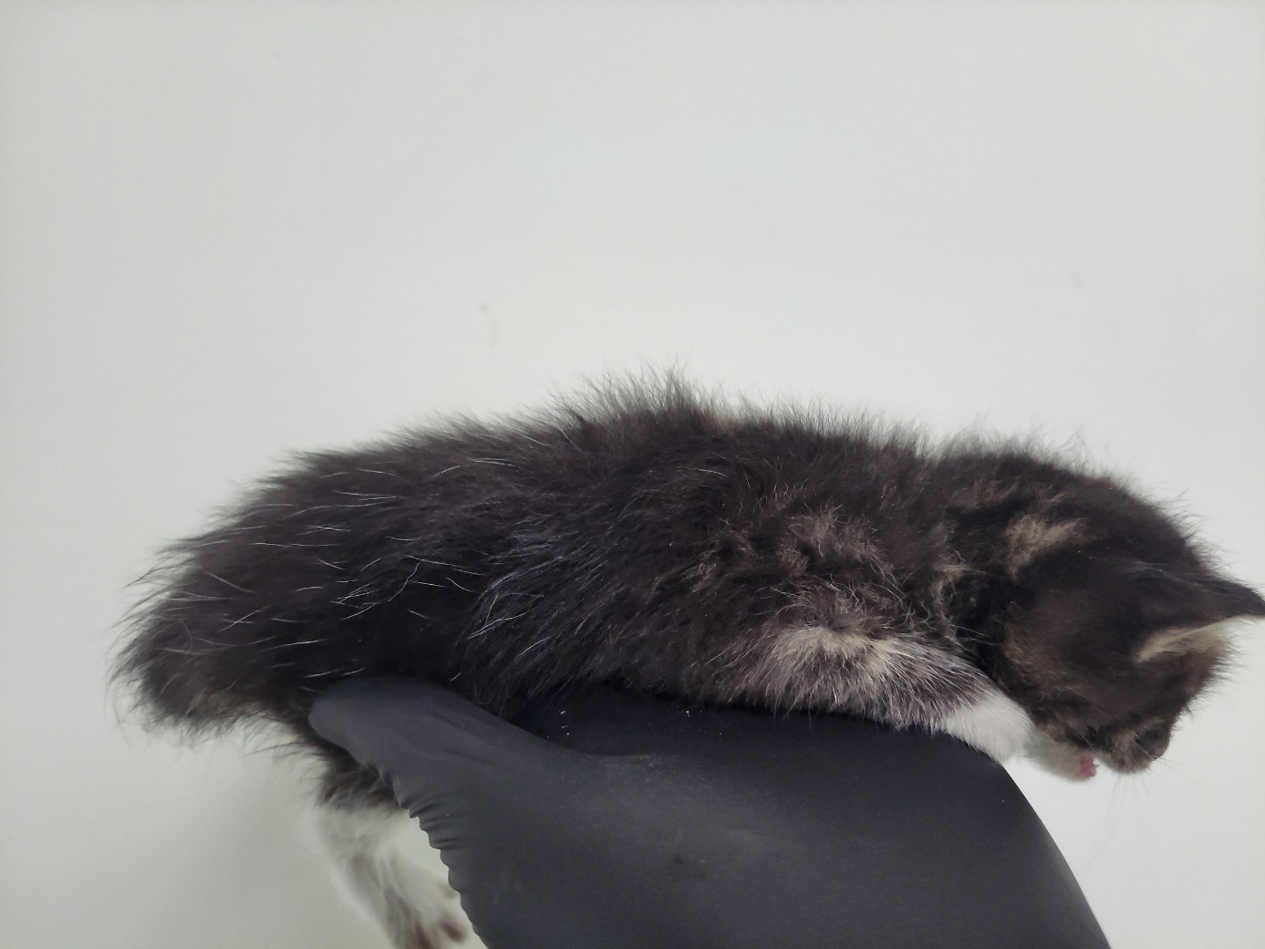 고양시동물보호센터_441394202502407