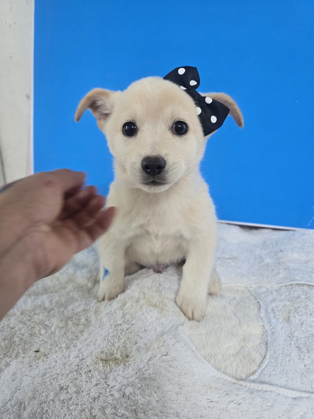 종료(입양) 믹스견…