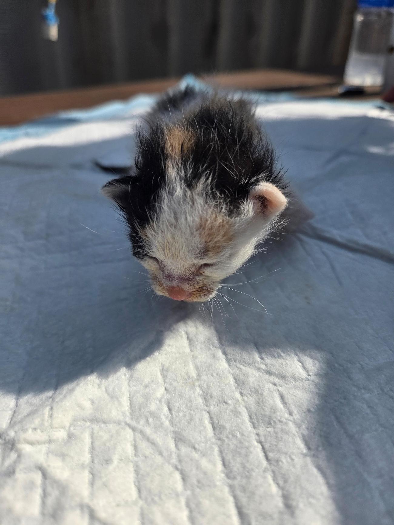 나주유기동물보호센터_446483202501822