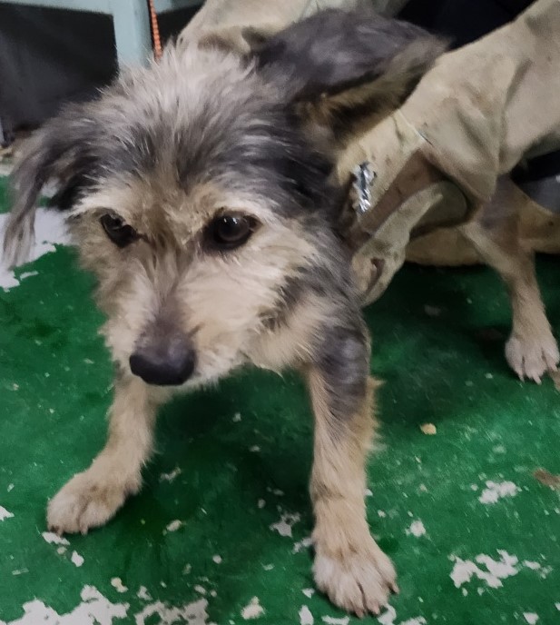 보호중 믹스견의 가…