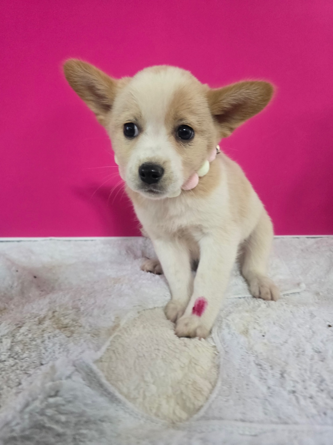 밀양시 동물보호센터_448536202500928