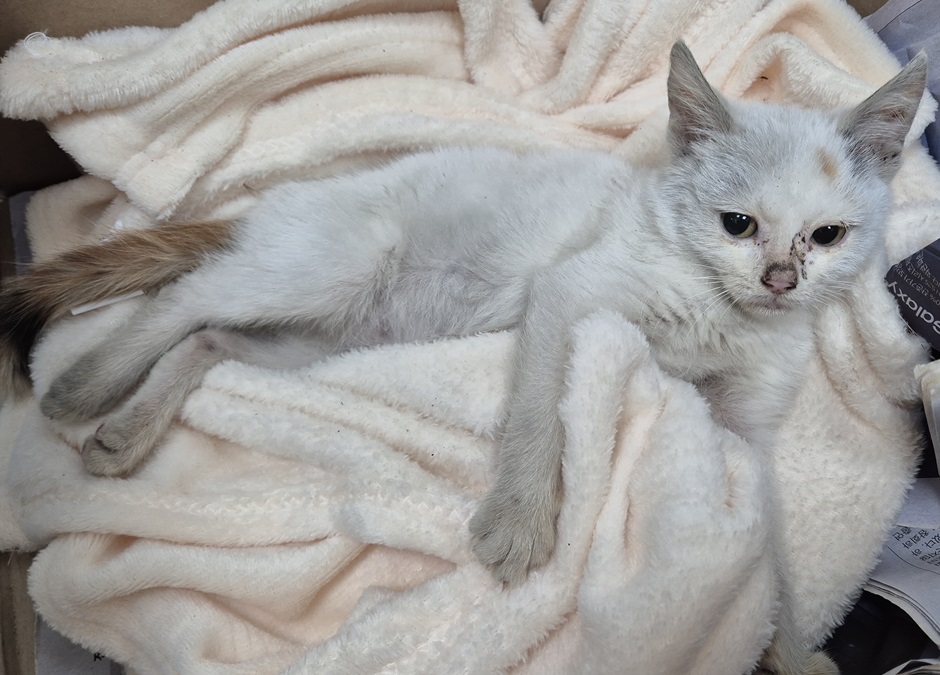 종료(자연사) 한국…