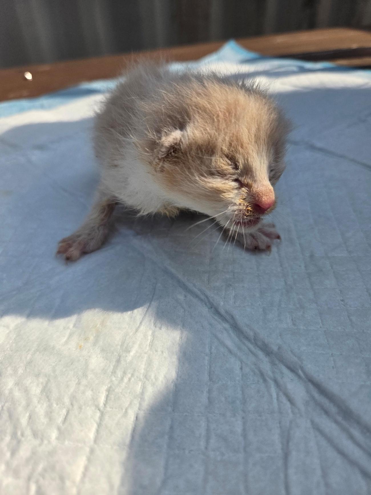 종료(자연사) 한국…