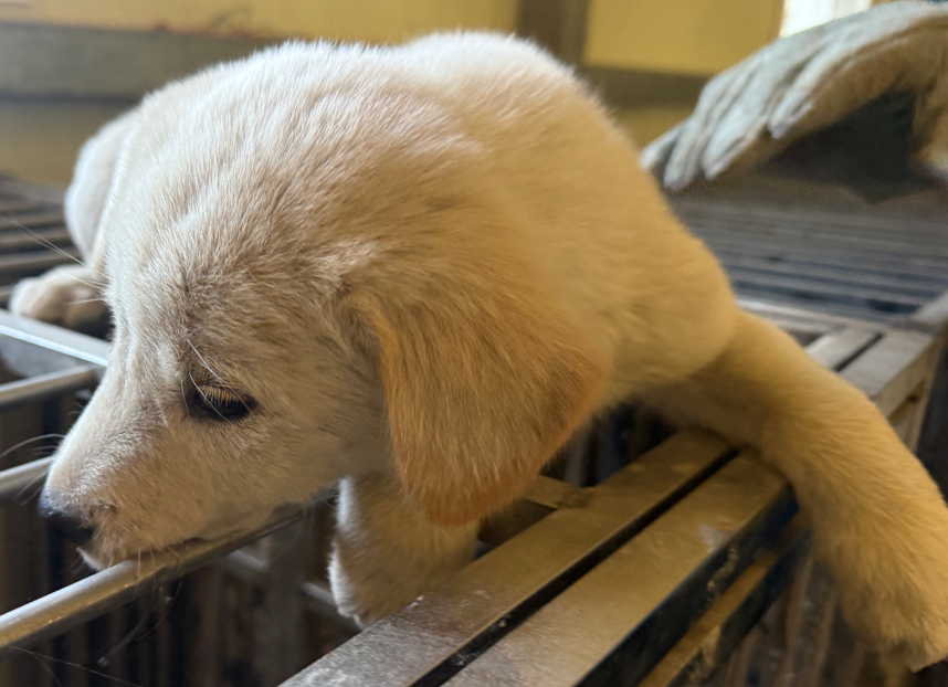 의령군 동물보호센터_448539202500330