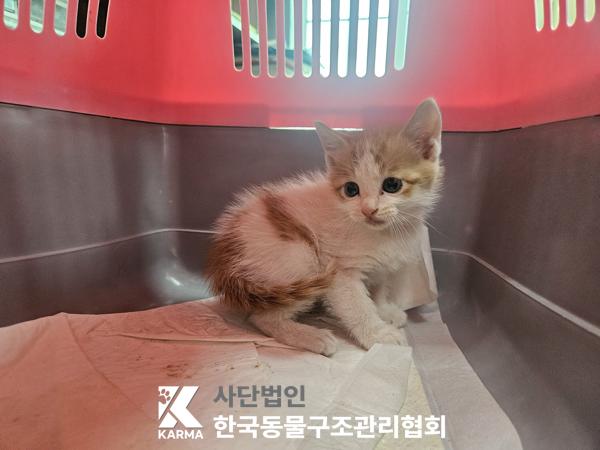 한국동물구조관리협회_411315202500580