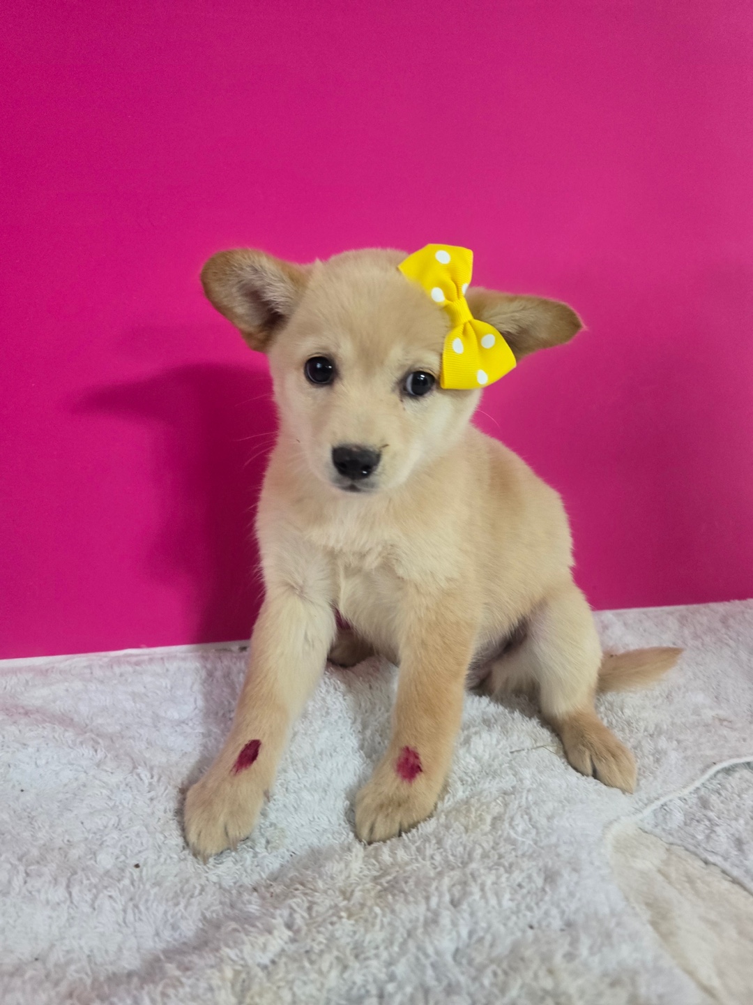 밀양시 동물보호센터_448536202500930