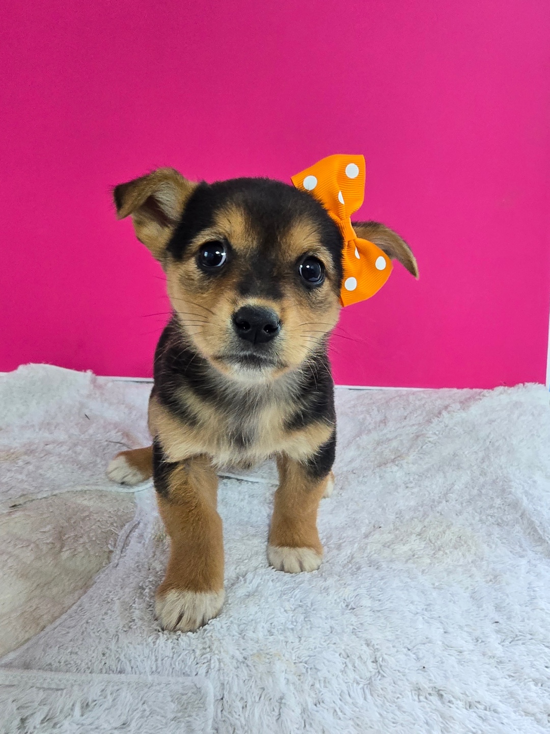 보호중 믹스견의 가…