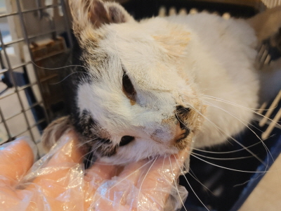 사단법인 동부_426340202500673