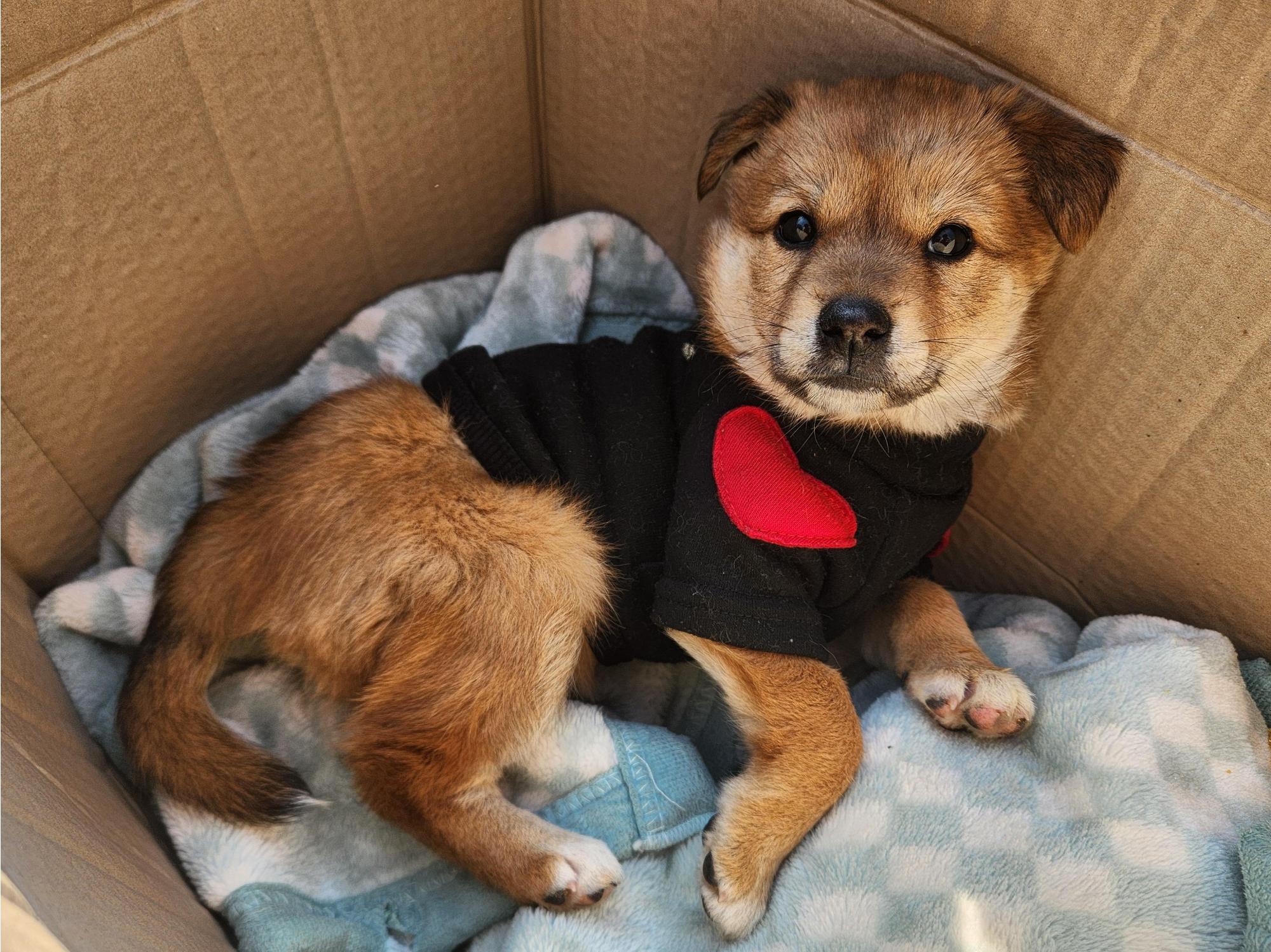 광주TNR동물병원초월_441554202501695