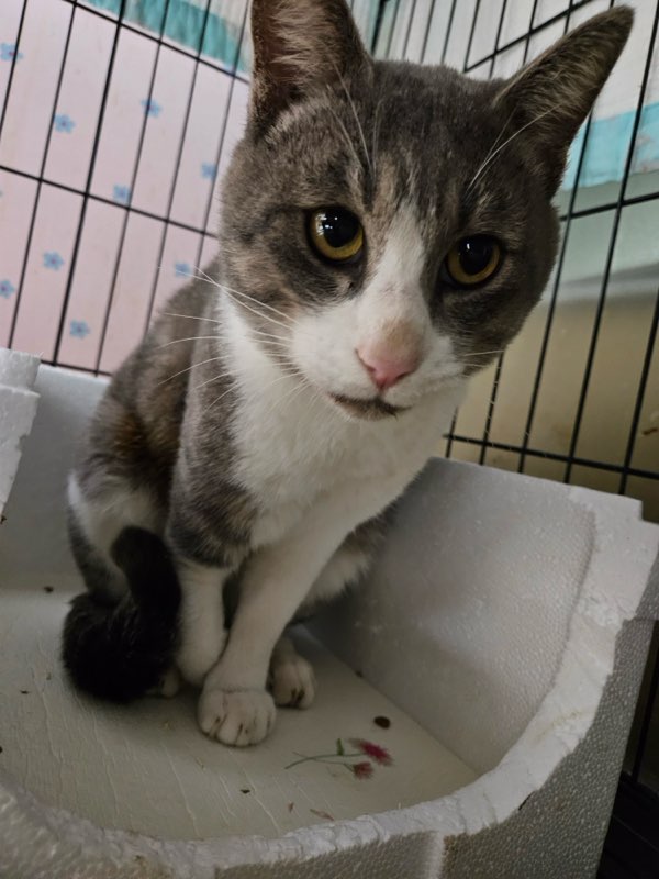 보호중 한국 고양이…