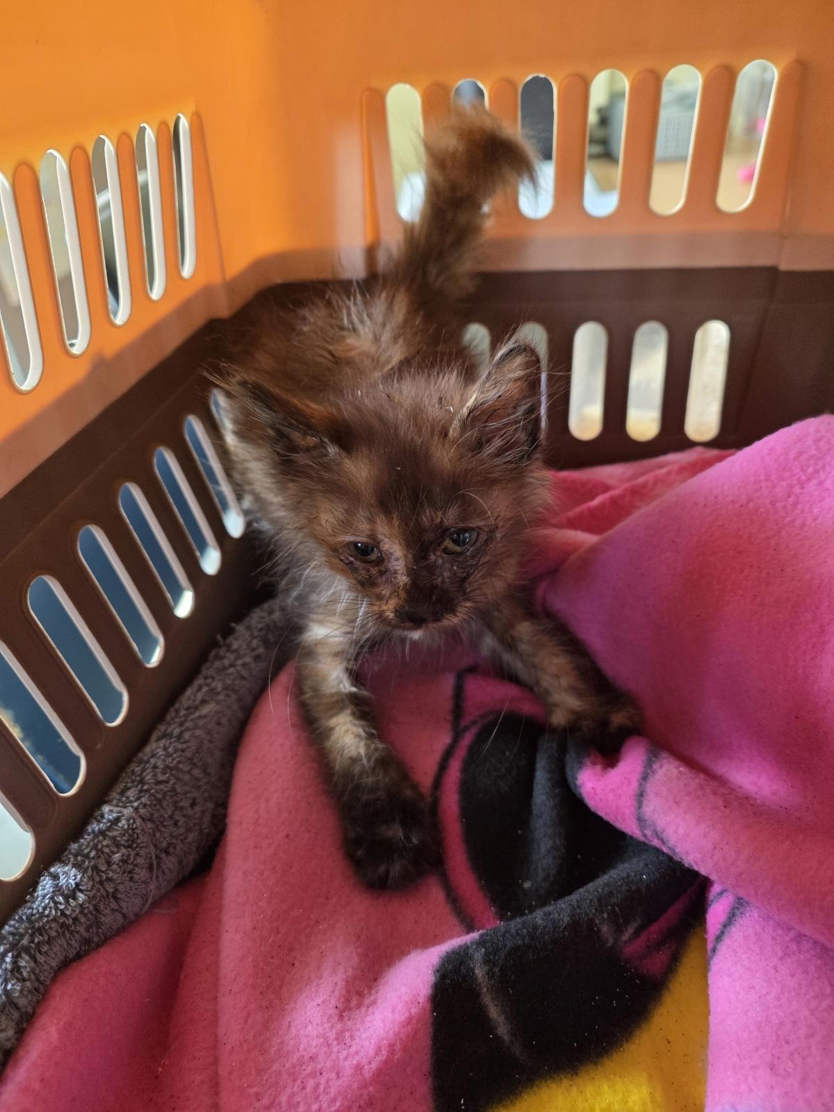 보호중 한국 고양이…