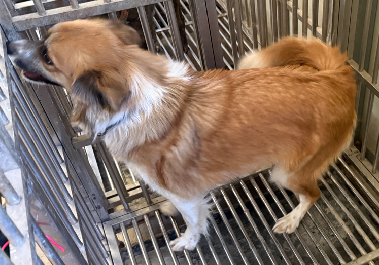 보호중 믹스견의 가…