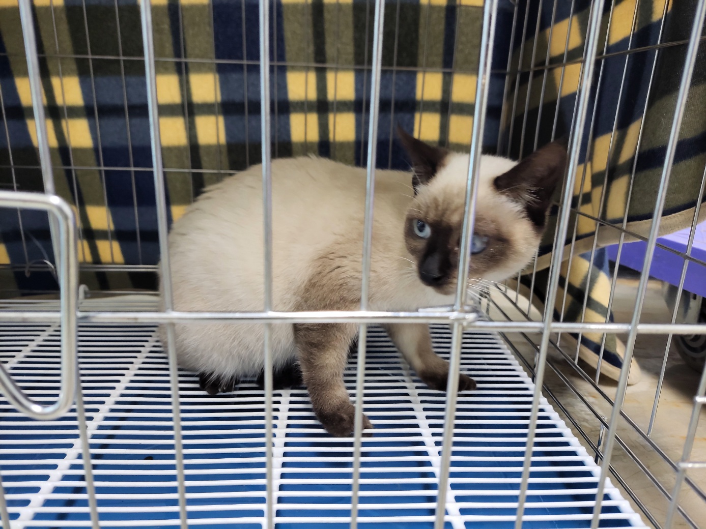 종료(기증) 샴의 …