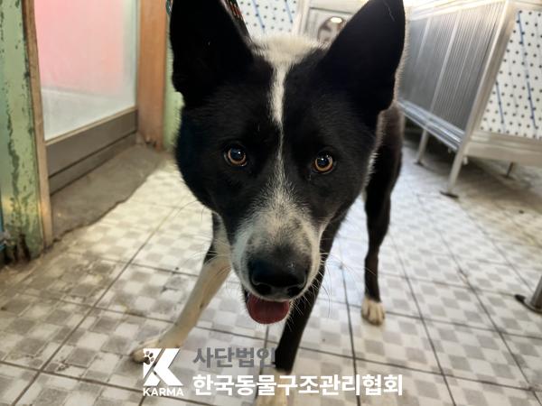 보호중 믹스견의 가…