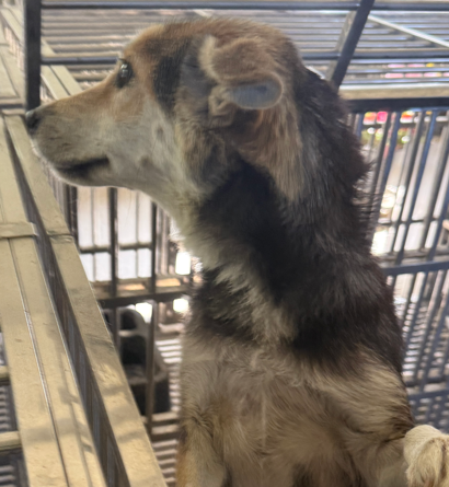 보호중 믹스견의 가…