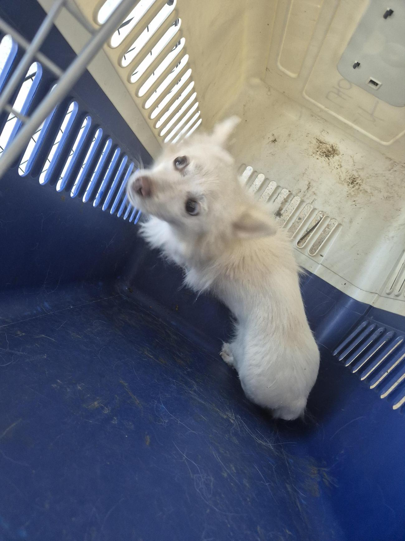 완주군유기동물보호소_445472202500599