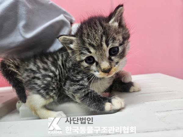 한국동물구조관리협회_441409202501614