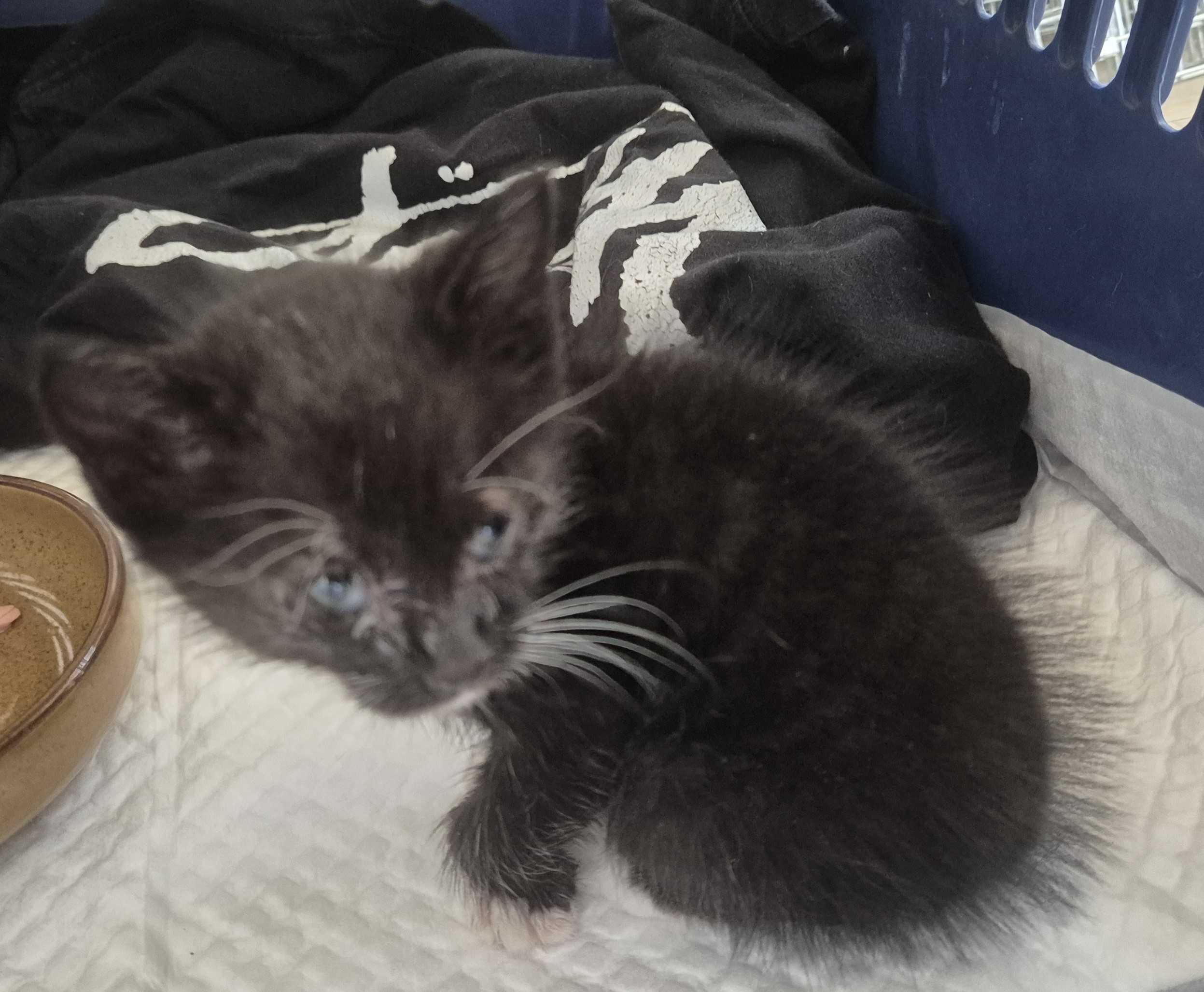 완주군유기동물보호소_445472202500600