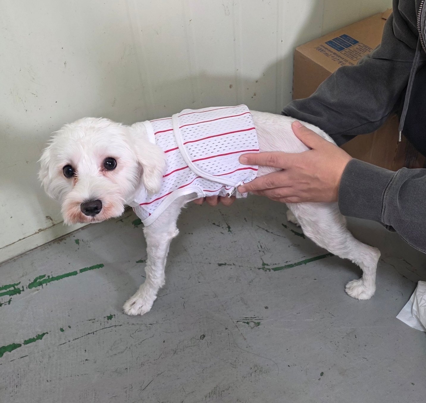 부산동물보호센터_426332202500803