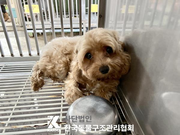 종료(반환) 믹스견…