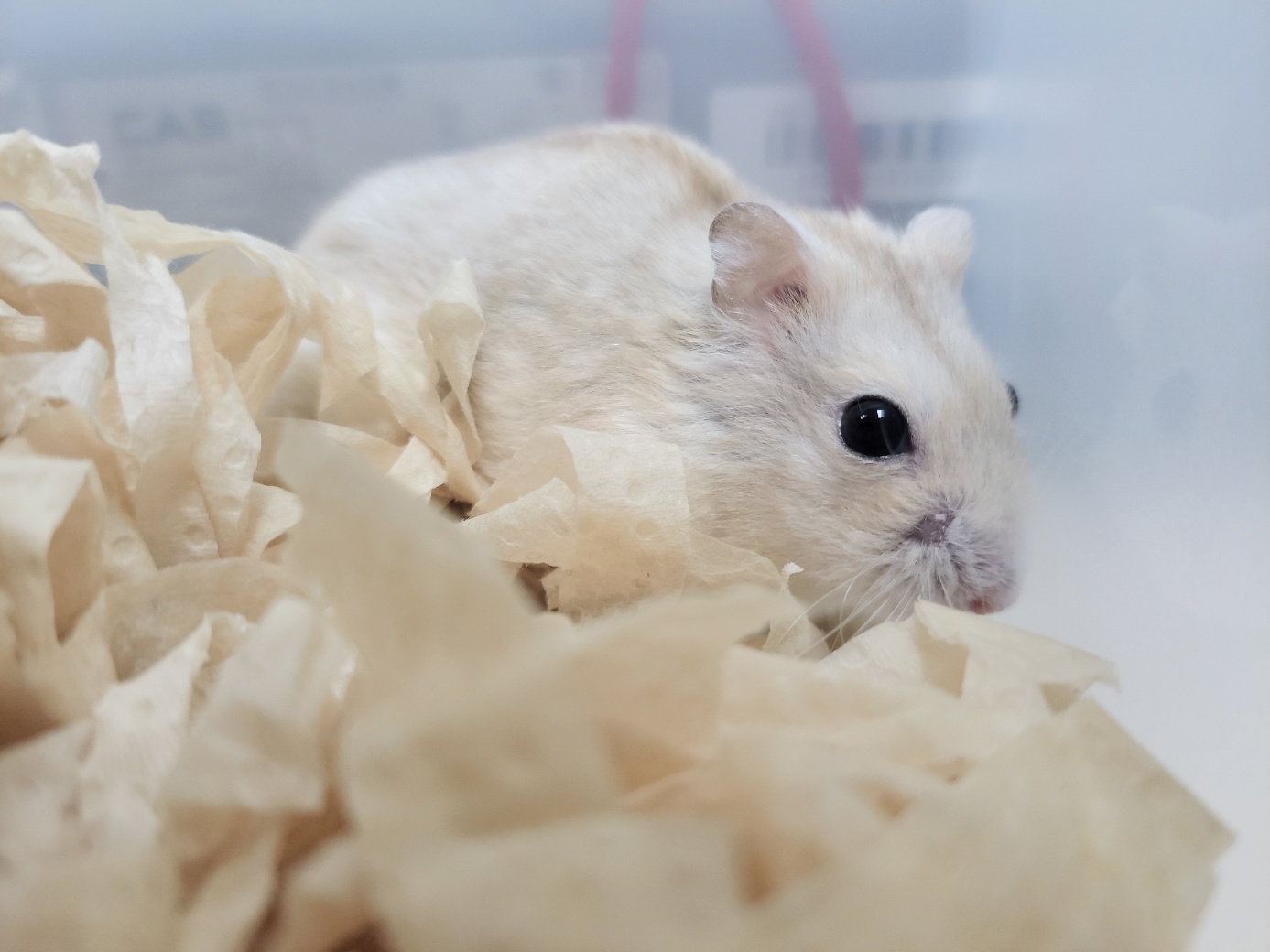 고양시동물보호센터_441394202502410