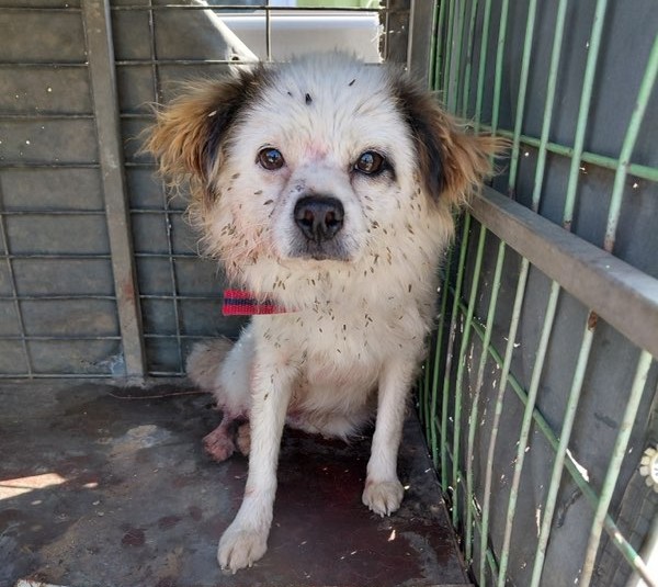 보호중 믹스견의 가…