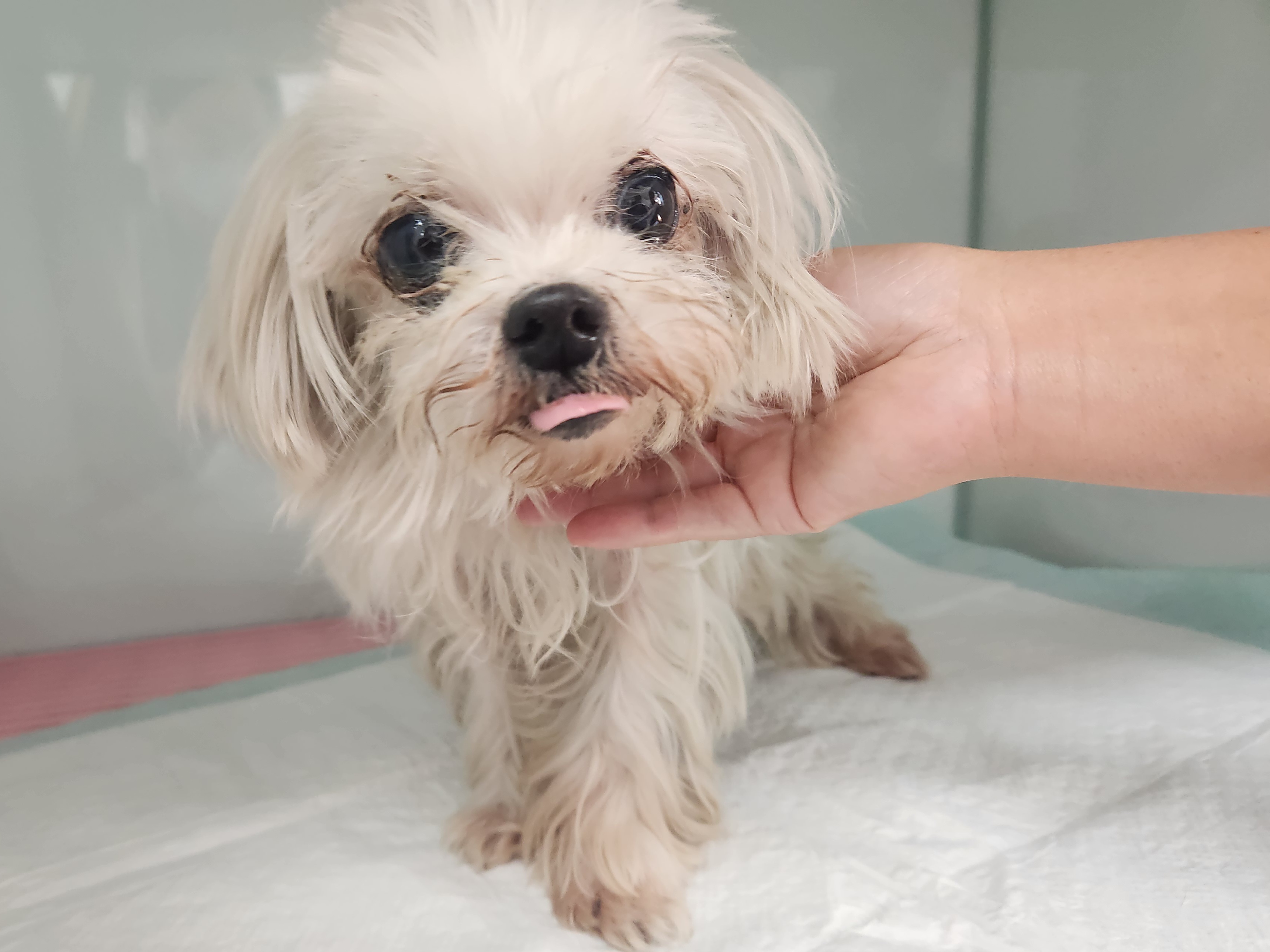 종료(기증) 말티즈…