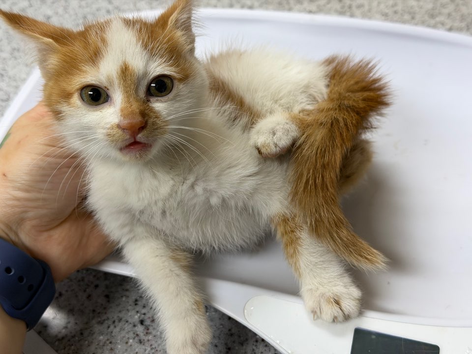 광주동물보호센터_429362202500824