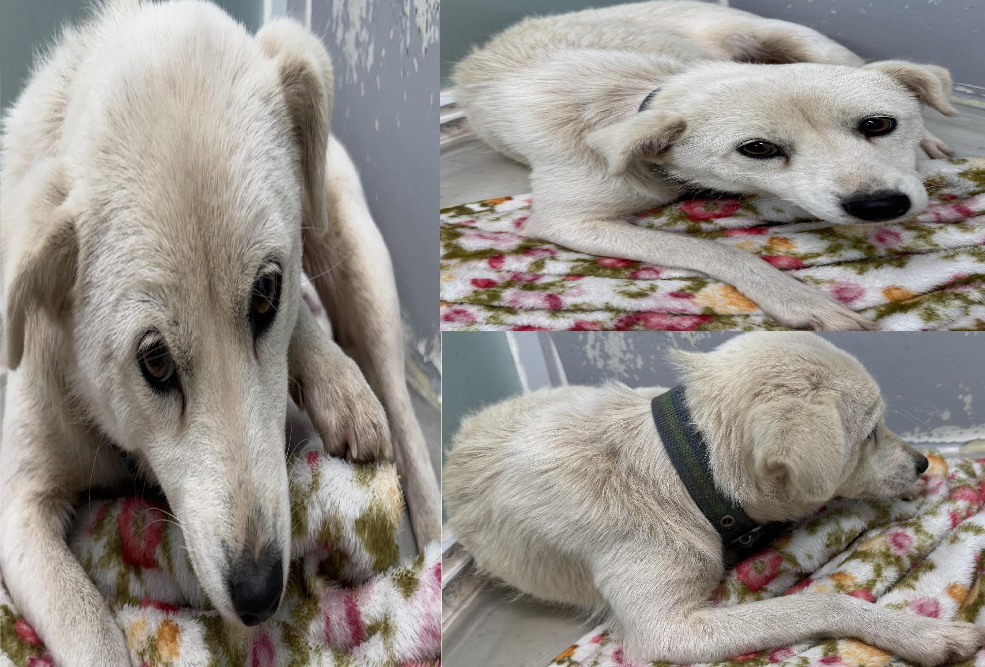 보호중 믹스견의 가…