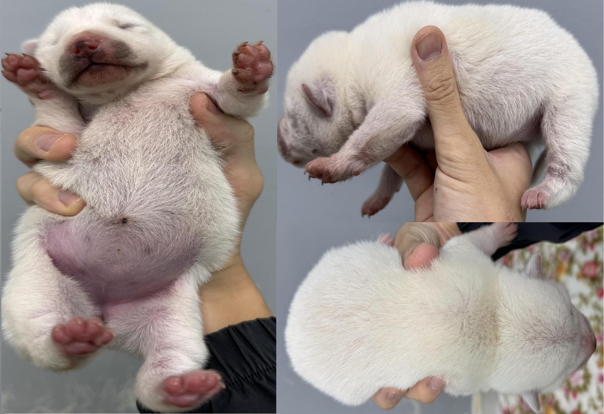 보호중 믹스견의 가…