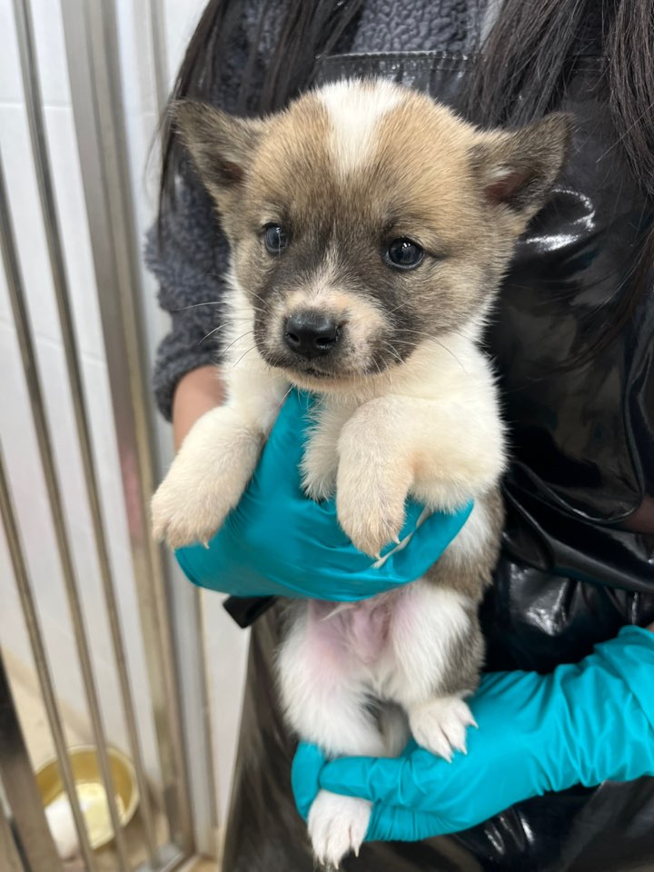 종료(입양) 믹스견…