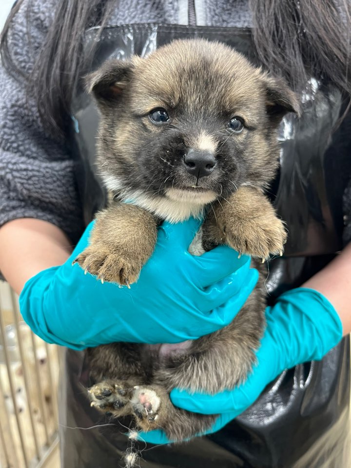 종료(입양) 믹스견…