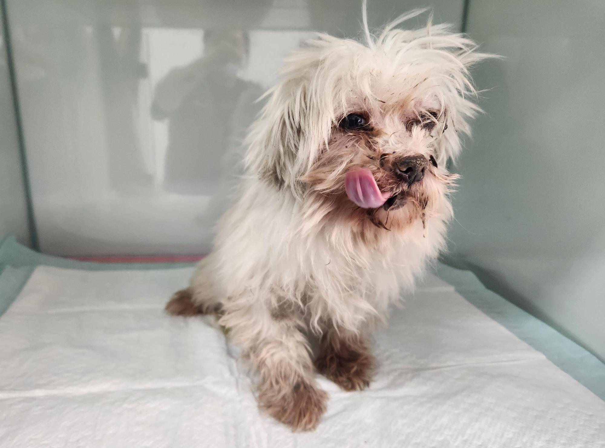 종료(기증) 말티즈…