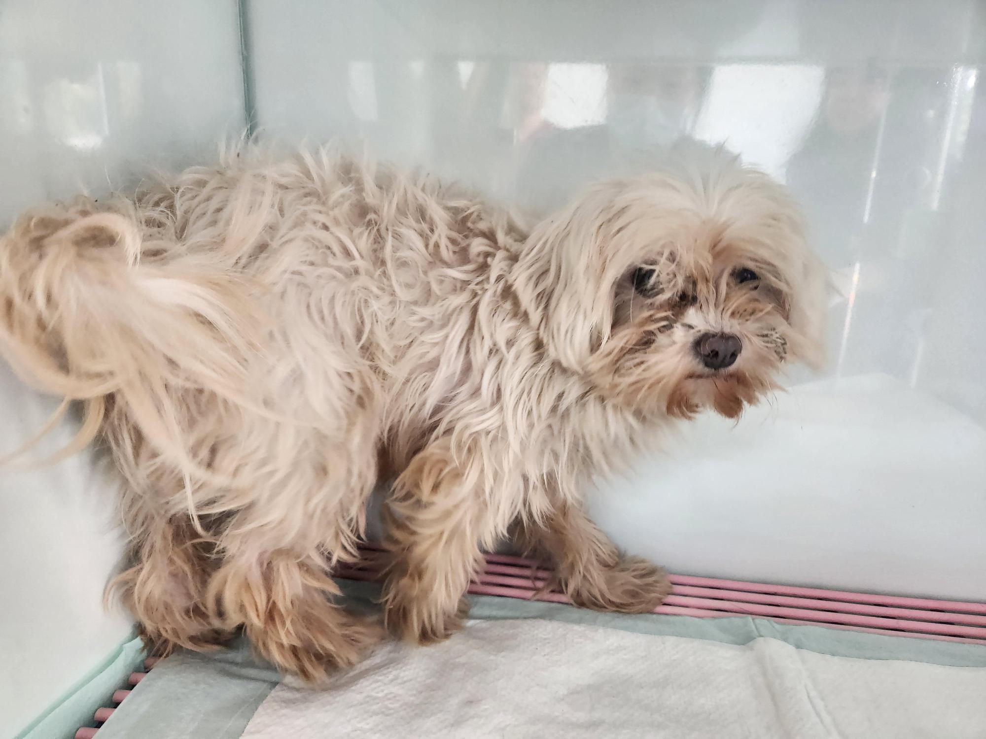 종료(기증) 말티즈…