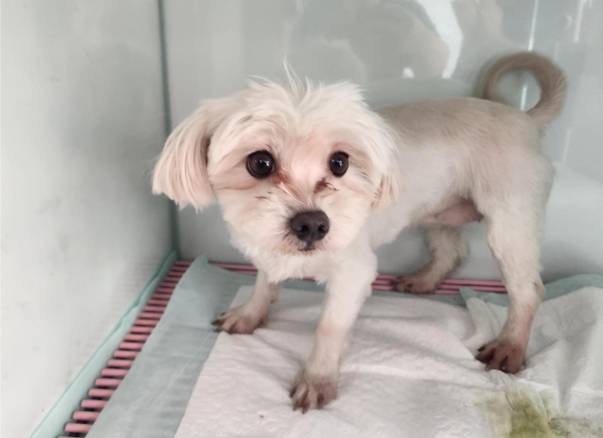 종료(기증) 말티즈…