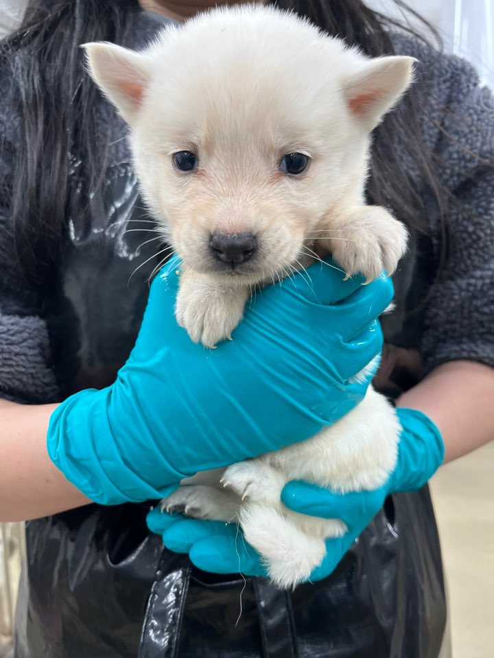 종료(입양) 믹스견…